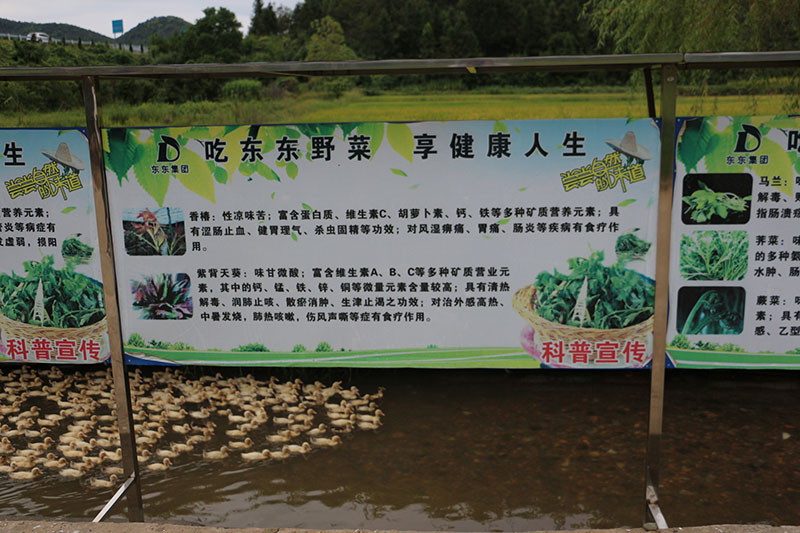 蔬菜基地
